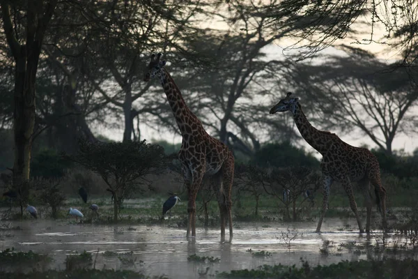 Jirafas y aves en el lago tropical — Foto de Stock