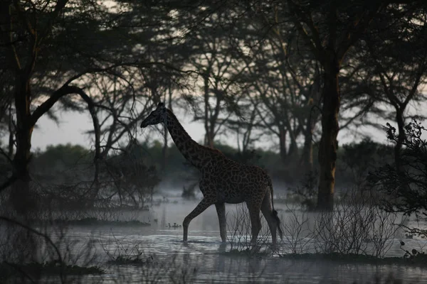 Piękny żyrafa na łące — Zdjęcie stockowe