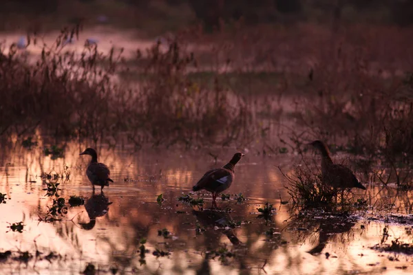 Aves pequeñas en el lago tropical — Foto de Stock