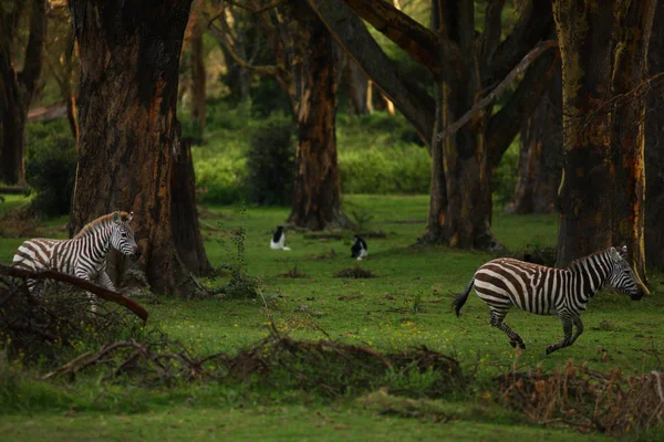 Zebras running through tropical forest — Stock Photo, Image