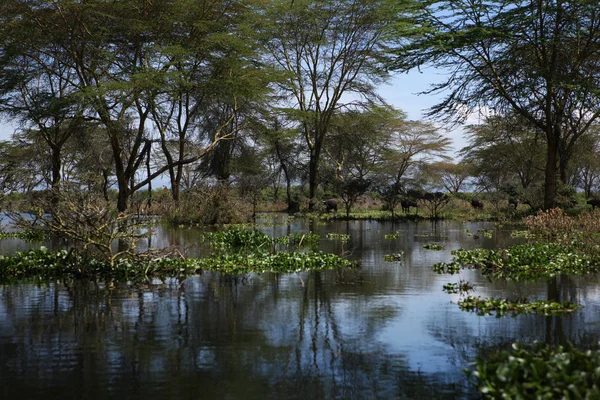 Beautiful tropical lake — Stock Photo, Image