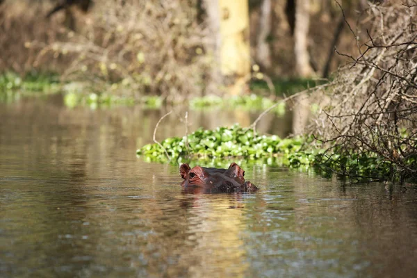 Hipopótamo submerso em lago tropical — Fotografia de Stock
