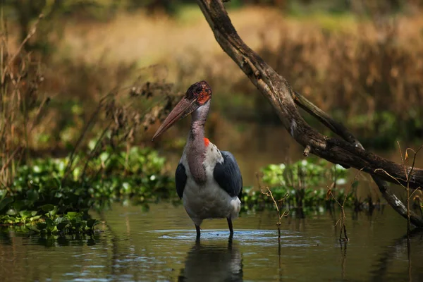 Schöner tropischer Vogel — Stockfoto