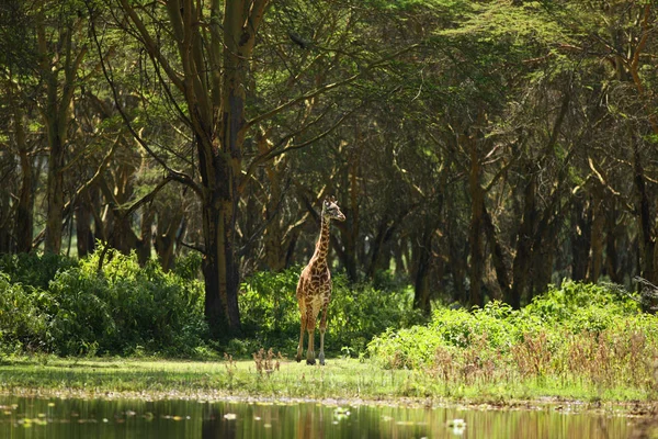 Belle girafe sur prairie — Photo