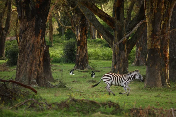 Zebra running through tropical forest — Stock Photo, Image