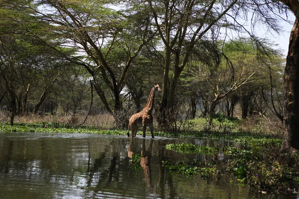 Çayır güzel zürafa — Stok fotoğraf