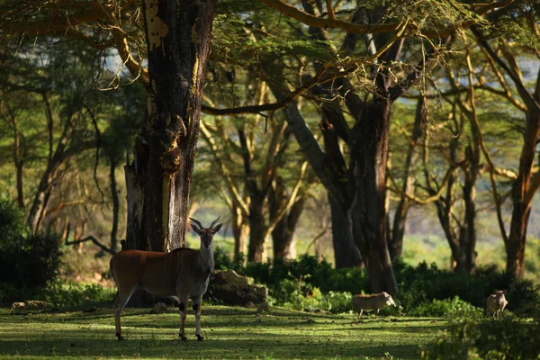 Deer and little boars on meadow Royalty Free Stock Images