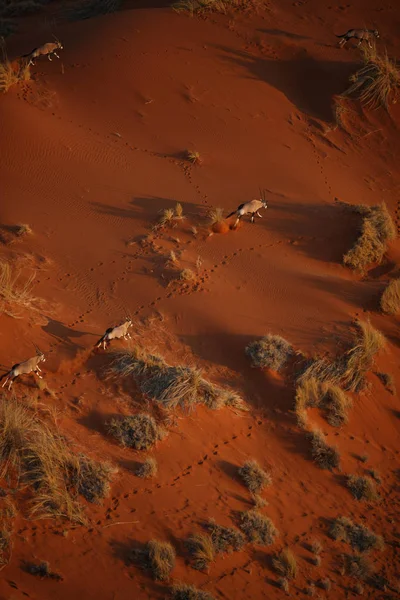 Hermosas dunas del desierto al atardecer — Foto de Stock