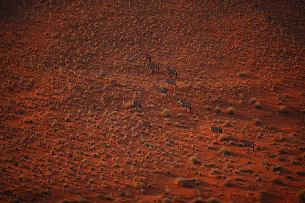 夕日の美しい砂漠の砂丘 — ストック写真