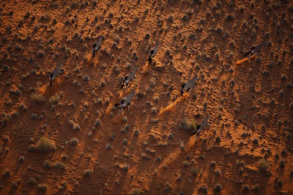 Prachtige woestijn duinen op zonsondergang — Stockfoto