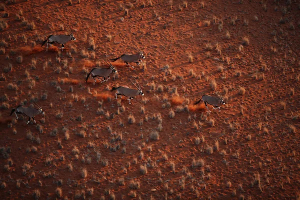 Prachtige woestijn duinen op zonsondergang — Stockfoto