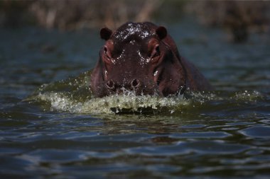 Namlu nehir su aygırı