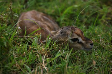  kudu lying in grass clipart