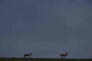 çimenlerin üzerinde çalışan impalas