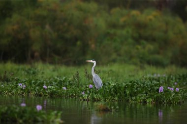 yeşil bitki örtüsü içinde vahşi leylek