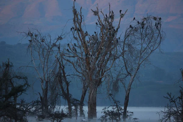 Vogels zitten op bomen — Stockfoto