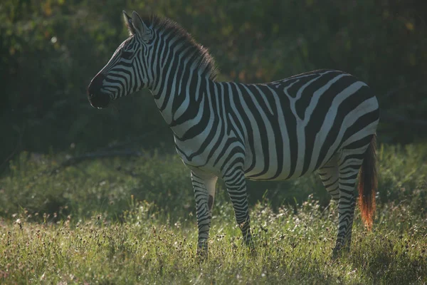 Savannah güzel zebra — Stok fotoğraf