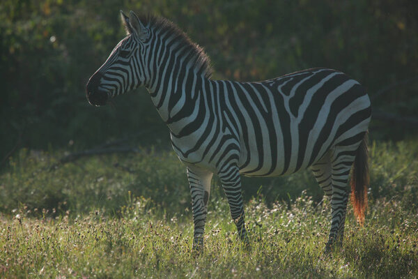 Beautiful zebra grazing in savannah, natural habitat park