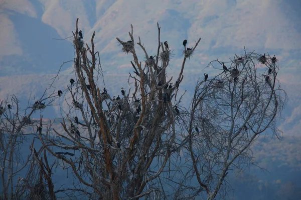 Pájaros sentados en árboles — Foto de Stock