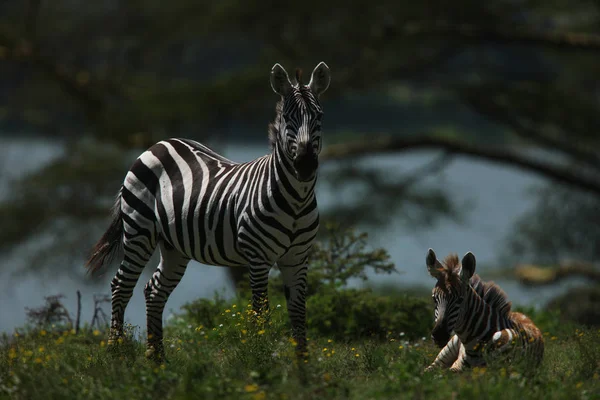 Зебры в естественной среде обитания — стоковое фото