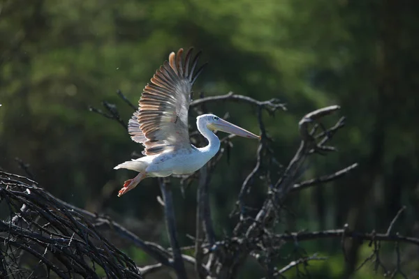Pelican in de natuurlijke habitat — Stockfoto