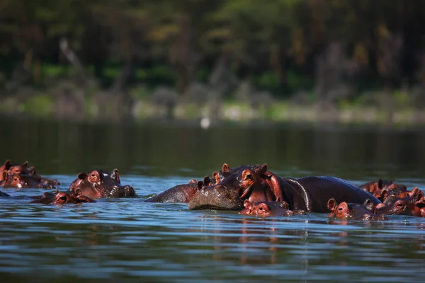 Nosar av flodhästar i floden — Stockfoto