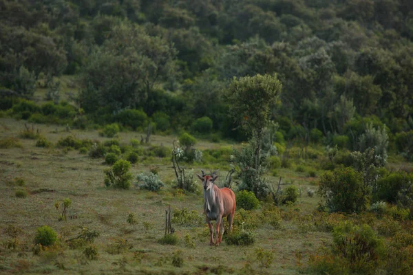 Kudu weidet auf Gras — Stockfoto