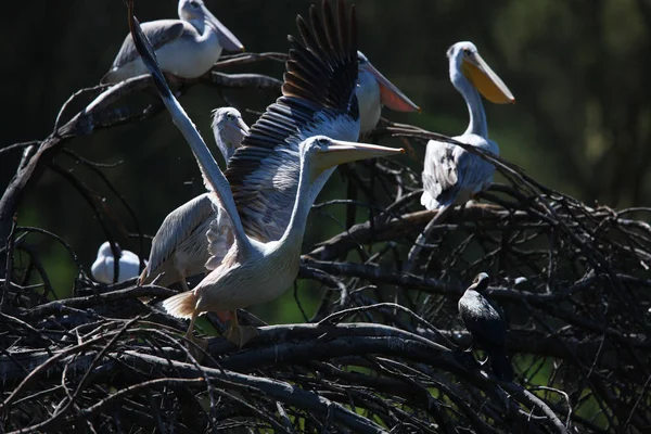 Kolonie van mooie pelikanen — Stockfoto