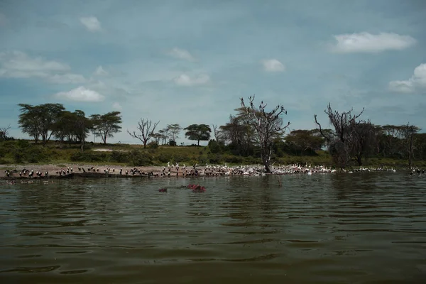 Colônia de belos pelicanos — Fotografia de Stock