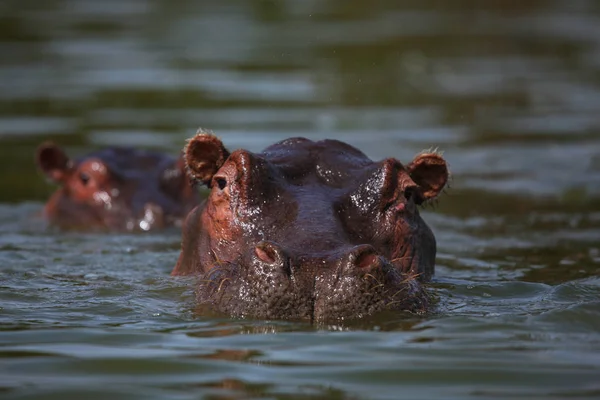 Muzzle of hippopotamus in river — Stock Photo, Image