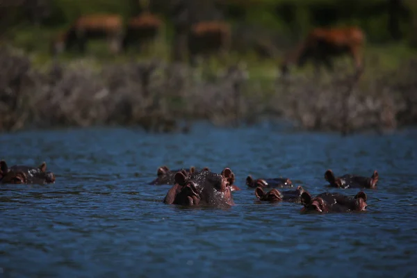 Muselières d'hippopotames dans la rivière — Photo