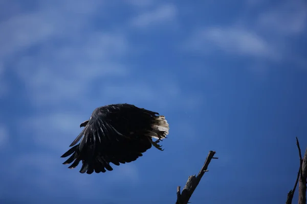 Beautiful eagle bird — Stock Photo, Image