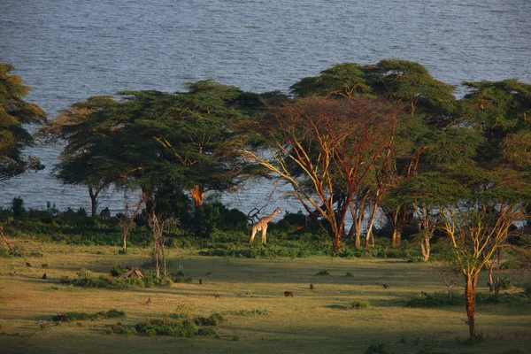 Giraff i naturliga livsmiljöer — Stockfoto
