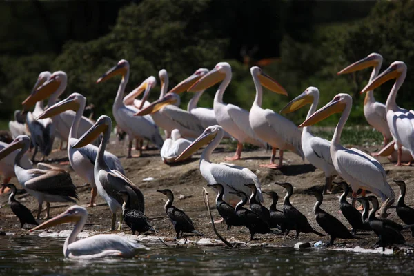 Colonia de bellos pelícanos — Foto de Stock