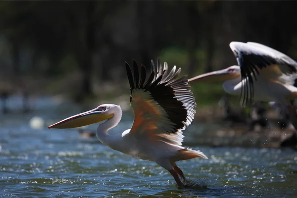 Pelikanen boven water vliegen — Stockfoto