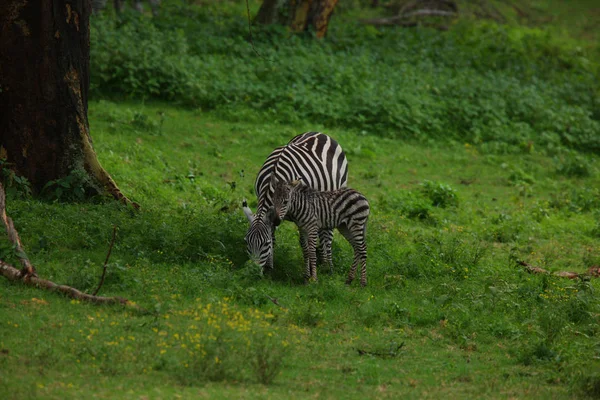 Zebras in natural habitat — Stock Photo, Image