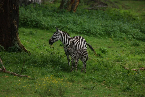 Zebra with cute baby — Stock Photo, Image