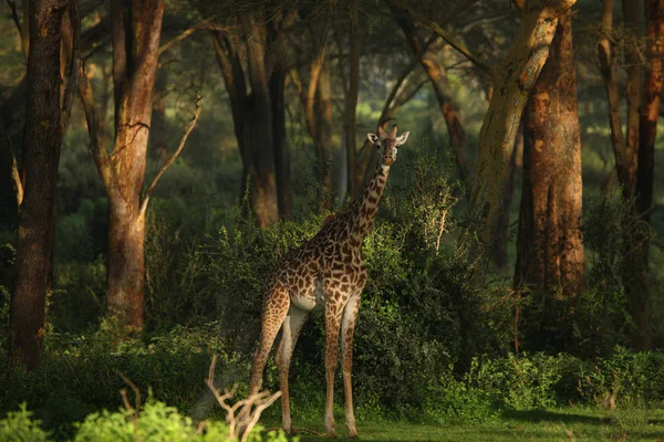 长颈鹿在自然栖息地 — 图库照片