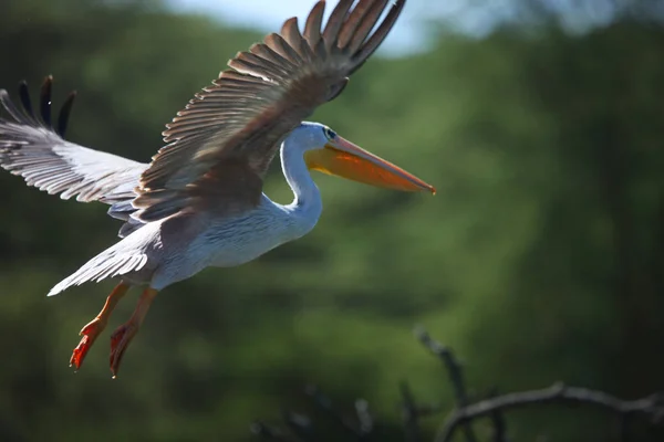 Pelikan i naturliga livsmiljöer — Stockfoto