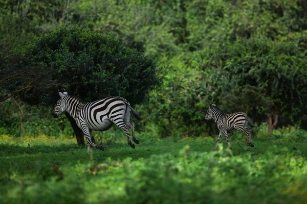 Zebras in natural habitat — Stock Photo, Image