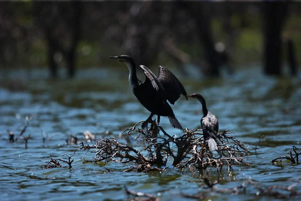 Patos silvestres en rama de árbol — Foto de Stock