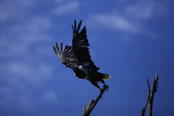 Hermosa ave águila — Foto de Stock