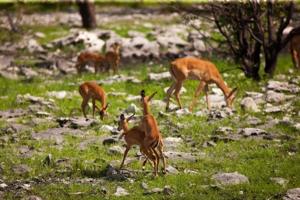 Savannah vahşi impalas — Stok fotoğraf