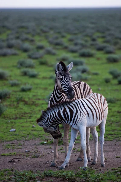 Zebras in natural habitat — Stock Photo, Image
