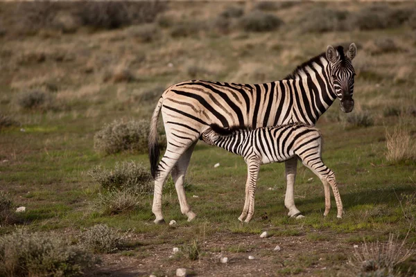 Zebra z cute baby — Zdjęcie stockowe