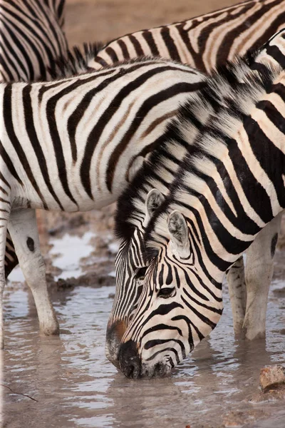Gyönyörű zebrák fürdőhely — Stock Fotó
