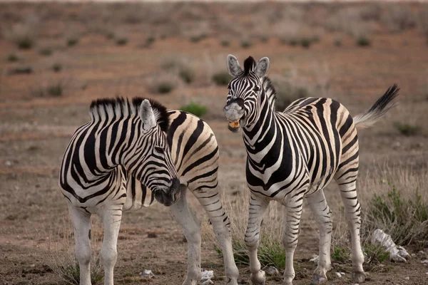 Mooie Zebra's in savannah — Stockfoto