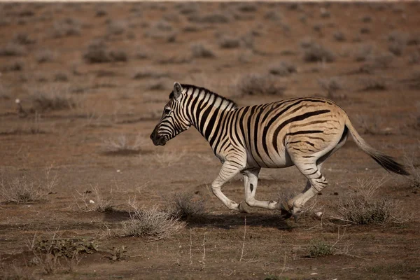 Beautiful zebra in savannah — Stock Photo, Image