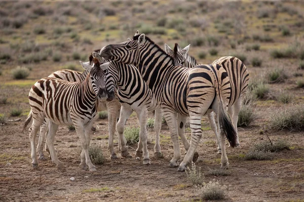 Besättningen vackra zebror — Stockfoto