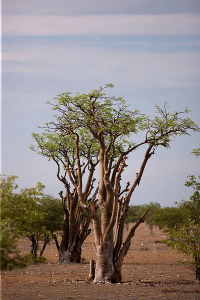 Gyönyörű Baobab fák — Stock Fotó